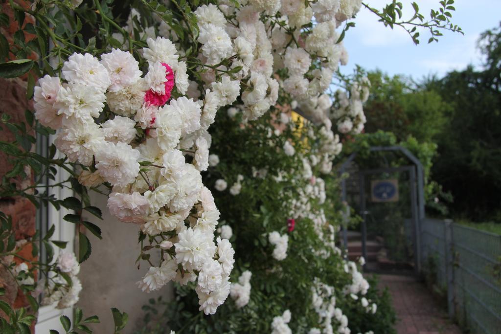 No.31 B&B Im Rosengarten Kapellen-Drusweiler Eksteriør bilde